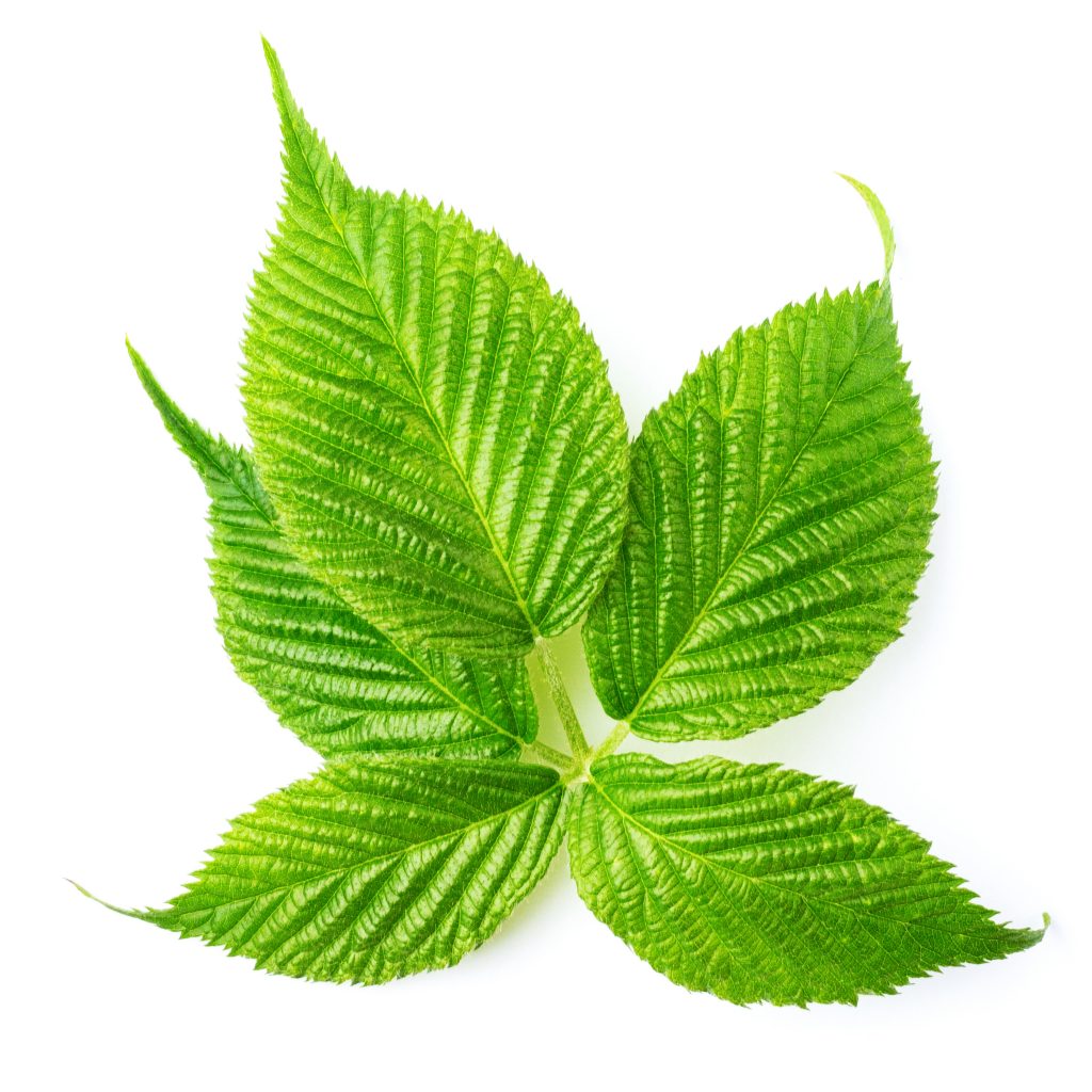 Botanical sweetness! MartinBauer